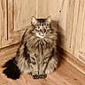 Bubby joined the competition — help win amazing prizes! alert, animal, cat, corner, curious_eyes, cute, domestic_animal, feline, fluffy, fur, indoor, long_hair, pet, quiet, sitting, tabby, tail, whiskers, wooden_cabinet, wooden_floor