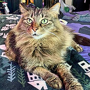 Bubby joined the competition — help win amazing prizes! cat, long_haired_cat, green_eyes, whiskers, paws, fur, pet, indoor, bed, blanket, pattern, cozy, portrait, close_up, relaxed, domestic_cat, ears, furniture, bedroom, home_interior