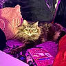 Bubby joined the competition — help win amazing prizes! animal, bed, cat, cozy, cute, domestic, feline, fluffy, fur, home, indoor, laying, pet, pillow, pink, purple, red, relaxed, resting, soft