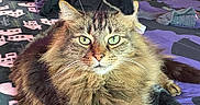 Bubby is registered to the contest to win money with this photo: animal, bed, blanket, cat, close_up, cozy, domestic_cat, fluffy, fur, furniture, green_eyes, household, indoor, looking_at_camera, patterned_blanket, pet, relaxed, resting, tabby, whiskers