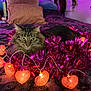 cat, pet, feline, tabby, long_fur, green_eyes, whiskers, bed, bedroom, pillow, tinsel, garland, heart_lights, string_lights, pink, purple, cozy, indoor, decoration, holiday