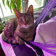 Shizbot joined the competition — help win amazing prizes! cat, closeup, cozy, curious, cushion, daylight, ears, feline, fur, greenery, houseplant, indoor, pet, plant, purple_strings, relaxed, tabby, tail, whiskers, window