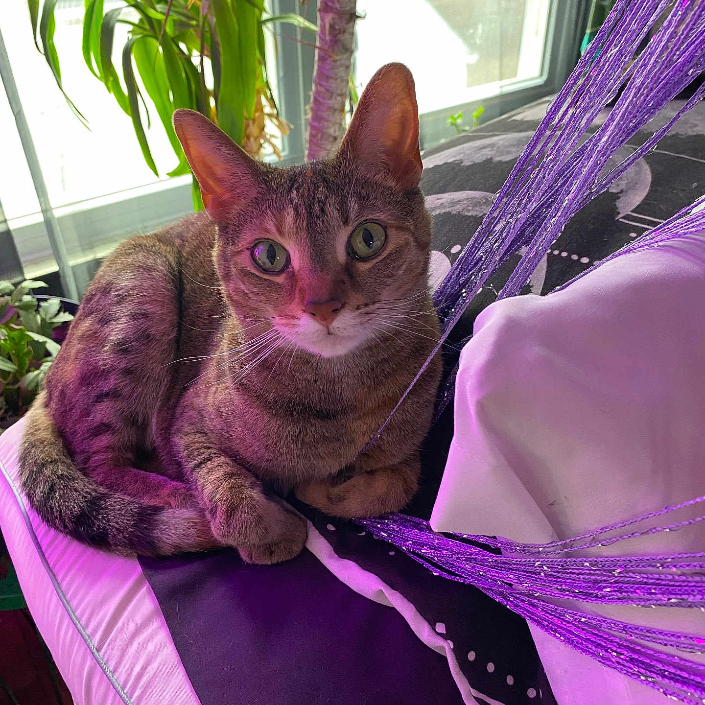 Shizbot joined the competition — help win amazing prizes! cat, closeup, cozy, curious, cushion, daylight, ears, feline, fur, greenery, houseplant, indoor, pet, plant, purple_strings, relaxed, tabby, tail, whiskers, window