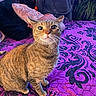 Shizbot is registered to the contest to win money with this photo: bed, big_eyes, blanket, cat, curious, decor, ears, fur, houseplant, human_back, indoor, looking_up, nightstand, pet, pillow, purple_bedspread, sitting, surprised, tabby_cat, whiskers