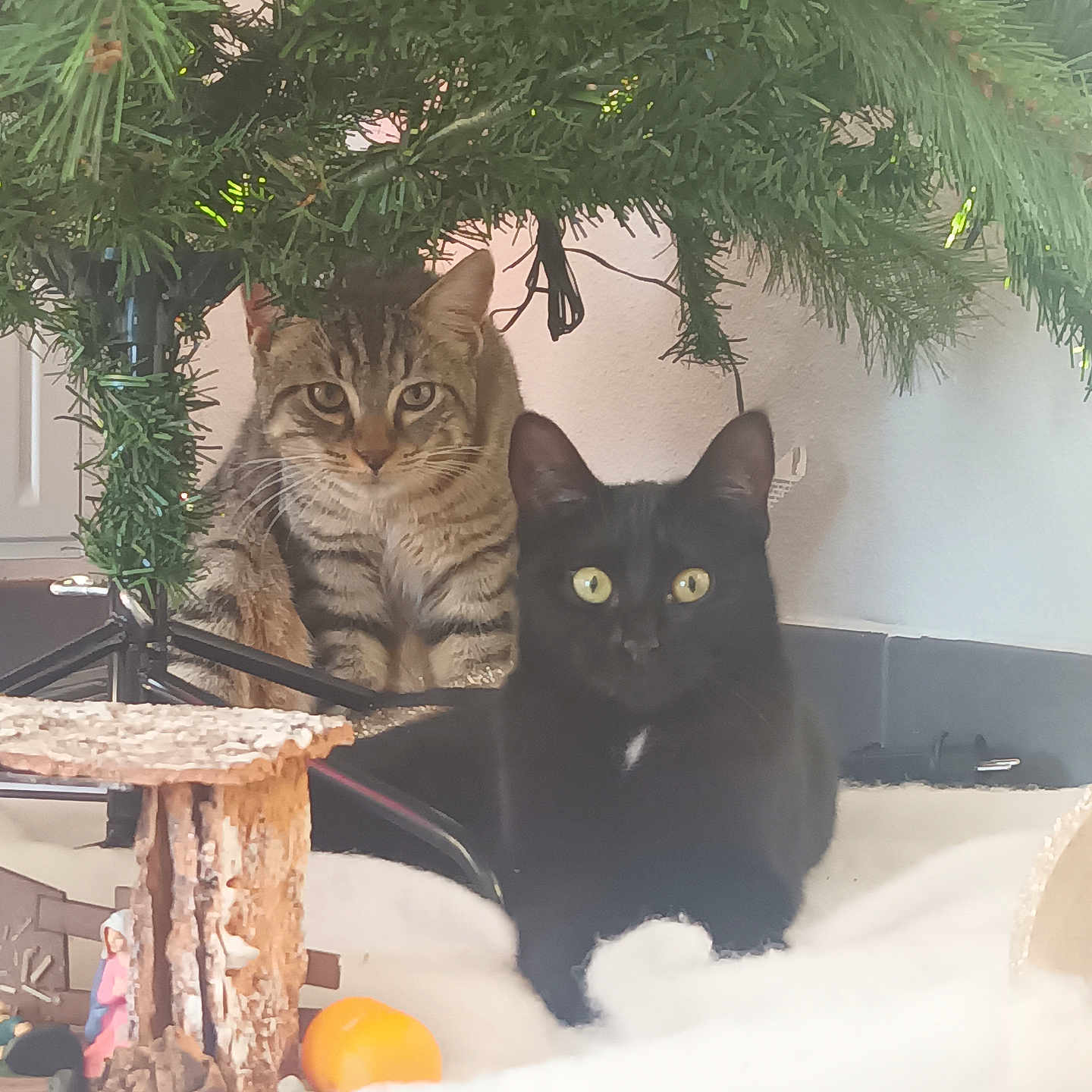 Oréo Et Cookie a rejoint le concours — aidez-le/la à gagner de superbes lots ! black_cat, cat, christmas_tree, cozy, curious, decorations, domestic_animal, feline, festive, floor, fur, holiday_decor, home, indoor, pets, relaxing, tabby_cat, tree_stand, whiskers, yellow_eyes