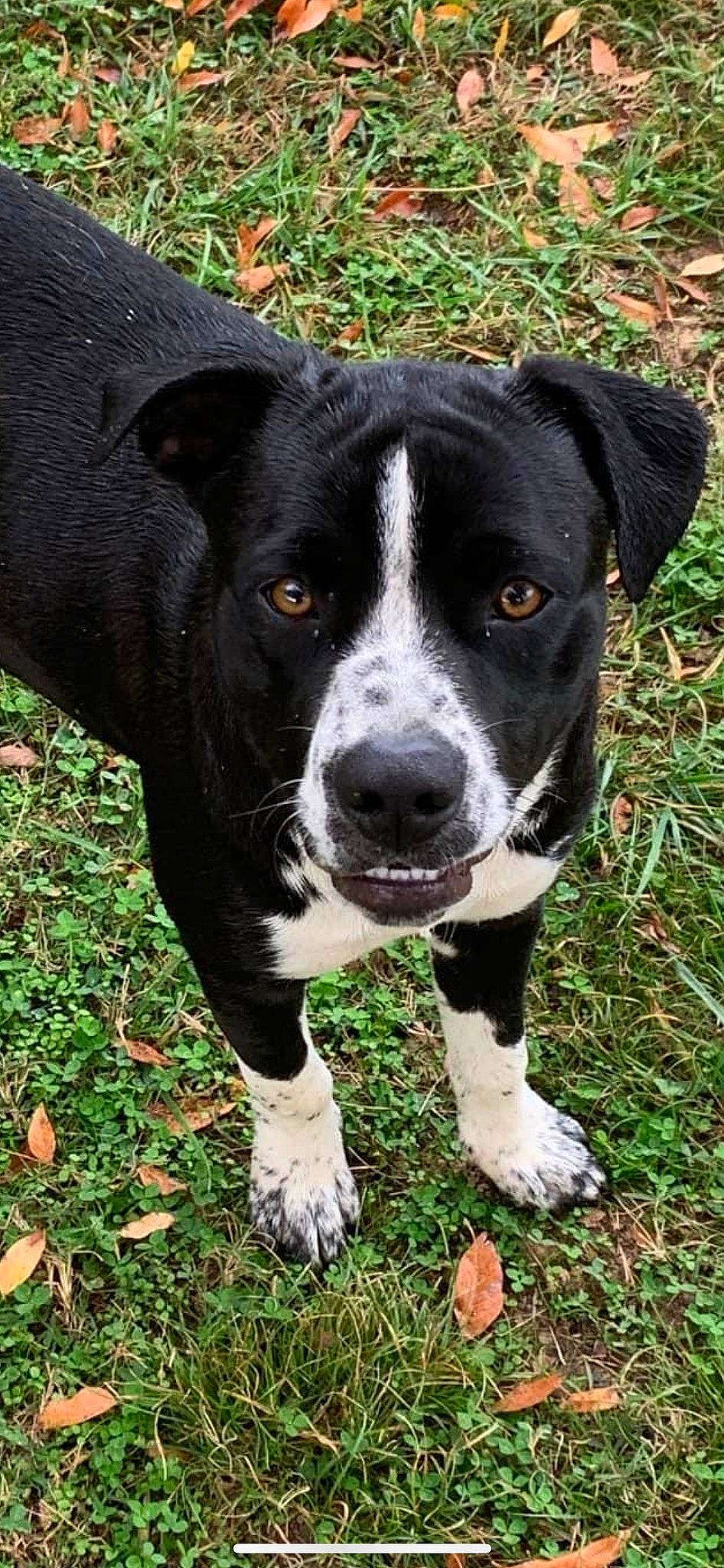 Gizmo joined the competition — help win amazing prizes! borador, canidae, carnivore, collar, companion_dog, dog, dog_breed, grass, hunting_dog, non_sporting_group, plant, snout, sporting_group, terrestrial_animal, whiskers, working_animal, working_dog