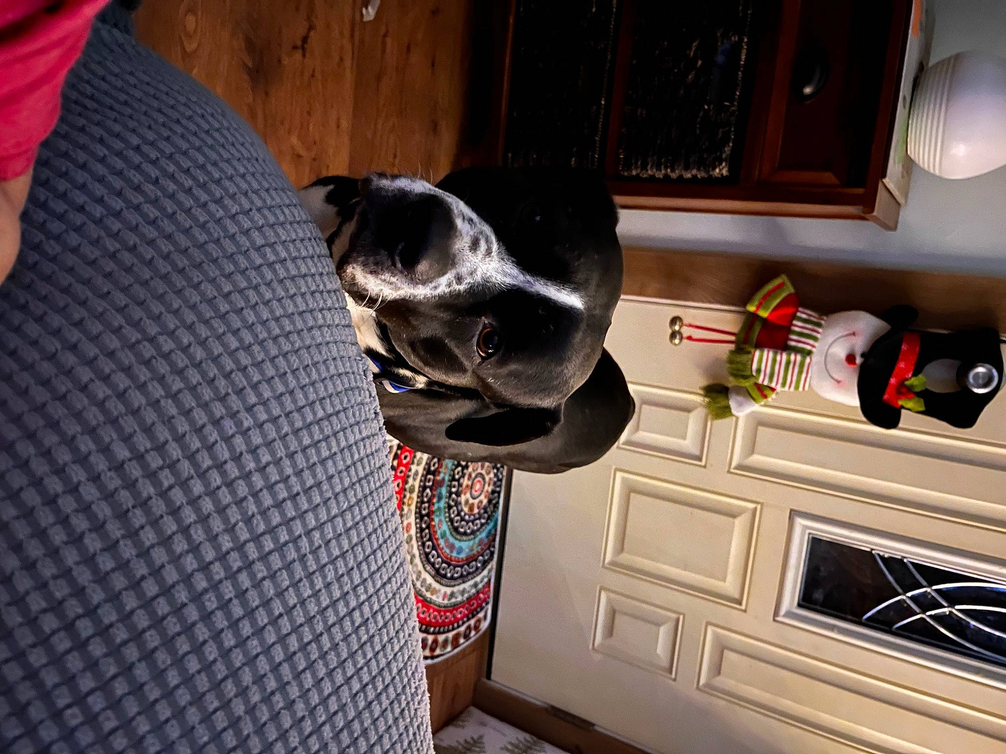 Gizmo is registered to the contest to win money with this photo: cabinetry, carnivore, collar, comfort, companion_dog, dog, dog_breed, dog_supply, fawn, flooring, fur, kitchen_appliance, pattern, pet_supply, room, snout, sporting_group, whiskers, window, wood