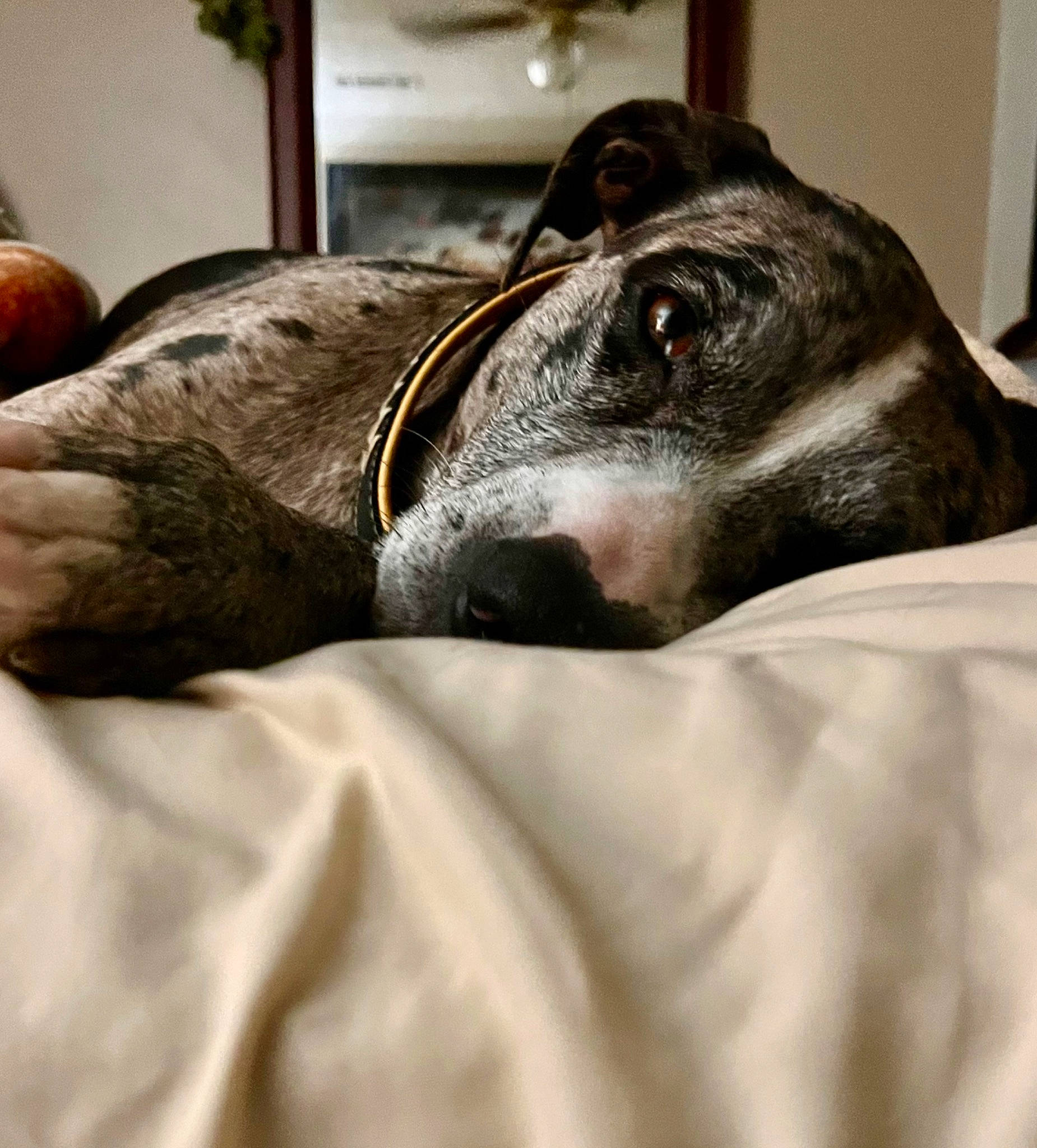 Nemo is registered to the contest to win money with this photo: canidae, carnivore, comfort, companion_dog, dog, dog_breed, fawn, felidae, fur, guard_dog, jaw, linens, magyar_agar, rampur_greyhound, sighthound, snout, sporting_group, terrestrial_animal, whiskers, working_animal