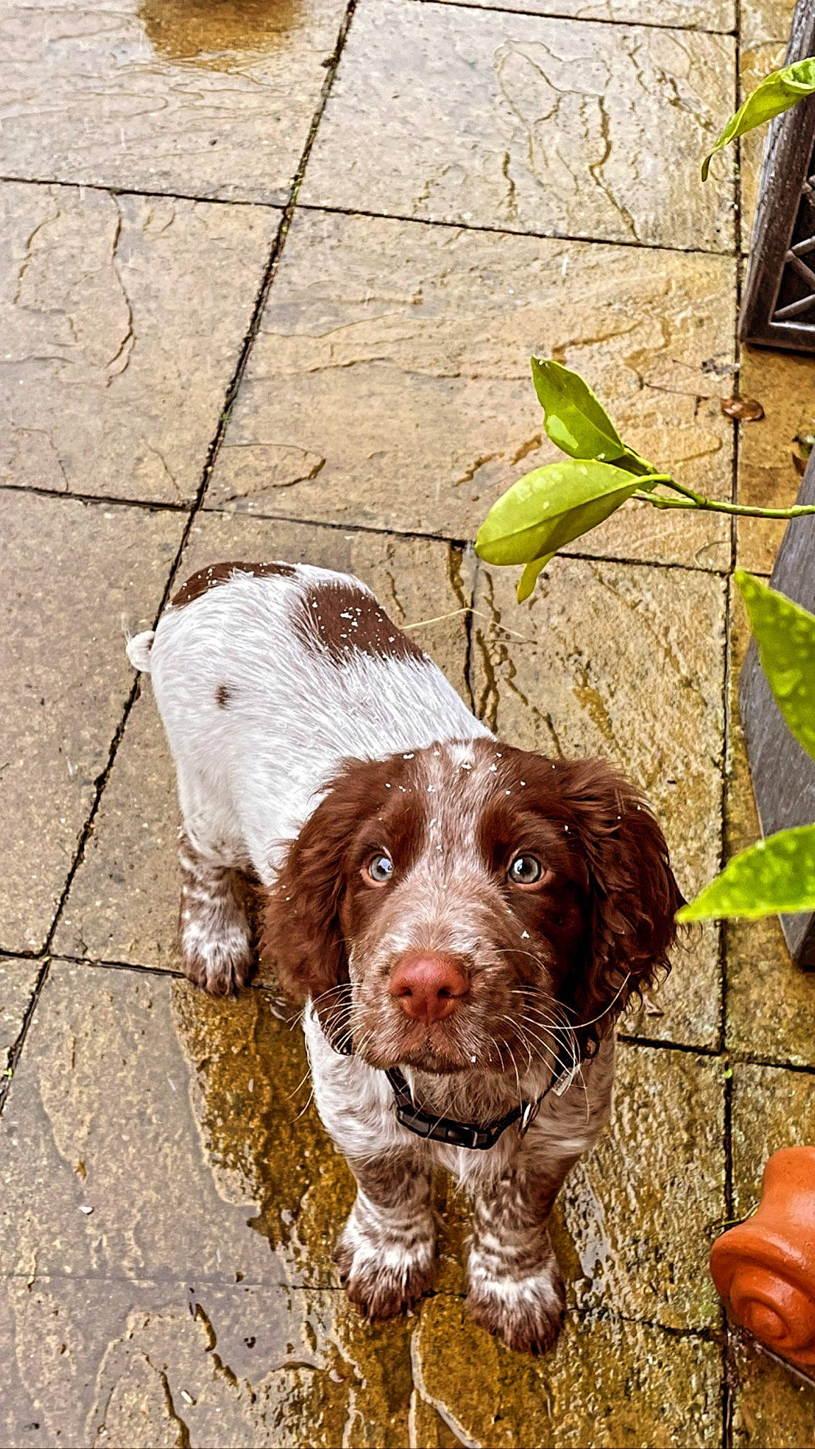 Herbie joined the competition — help win amazing prizes! brick, canidae, carnivore, cobblestone, cocker_spaniel, companion_dog, dog, dog_breed, gun_dog, leaf, liver, pointing_breed, shadow, sidewalk, snout, spaniel, sporting_group, working_animal, working_dog