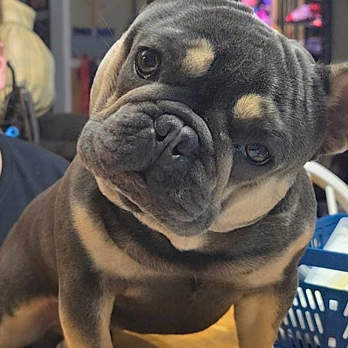 Tonka Toy is registered to the contest to win money with this photo: animal, black, brown, canine, close_up, curious, cute, dog, domestic, ears, french_bulldog, head_tilt, household, indoor, paws, pet, puppy, short_hair, table, wrinkled_face