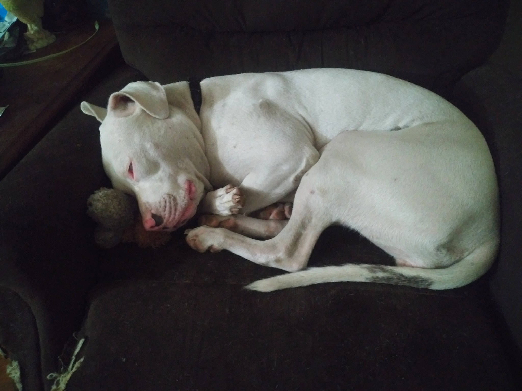 Klyah is registered to the contest to win money with this photo: american_bulldog, canidae, carnivore, dog, dog_breed, dogo_argentino, dogo_guatemalteco, english_white_terrier, fawn, guard_dog, mammal, nap, non_sporting_group, pit_bull, pointer, puppy, puppy_love, sleep, tail, vertebrate