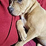 Luna Bear is registered to the contest to win money with this photo: puppy, dog, tan, sleeping, blanket, red, cozy, pet, fur, paw, relaxed, indoor, closeup, cute, animal, laying, resting, canine, soft, young