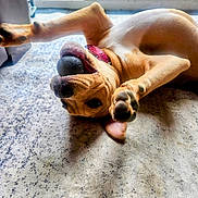 Luna Bear joined the competition — help win amazing prizes! dog, playful, lying_down, carpet, indoor, paws, tongue, collar, window, glass_door, sunlight, pet, animal, brown, white, relaxed, cute, domestic, floor, canine