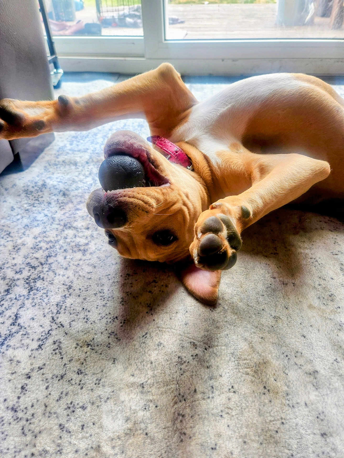 Luna Bear
