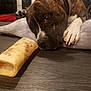 Felon is registered to the contest to win money with this photo: dog, brindle, bone, chew_toy, pet_bed, floor, indoor, canine, resting, close_up, brown, white_paw, collar, looking, animal, domestic_animal, house, wooden_floor, relaxed, companion