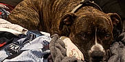 Felon is registered to the contest to win money with this photo: dog, brindle, bed, blanket, fabric, resting, pet, indoor, comfortable, cozy, animal, fur, paw, collar, canine, cute, sleepy, domestic, lying_down, relaxed