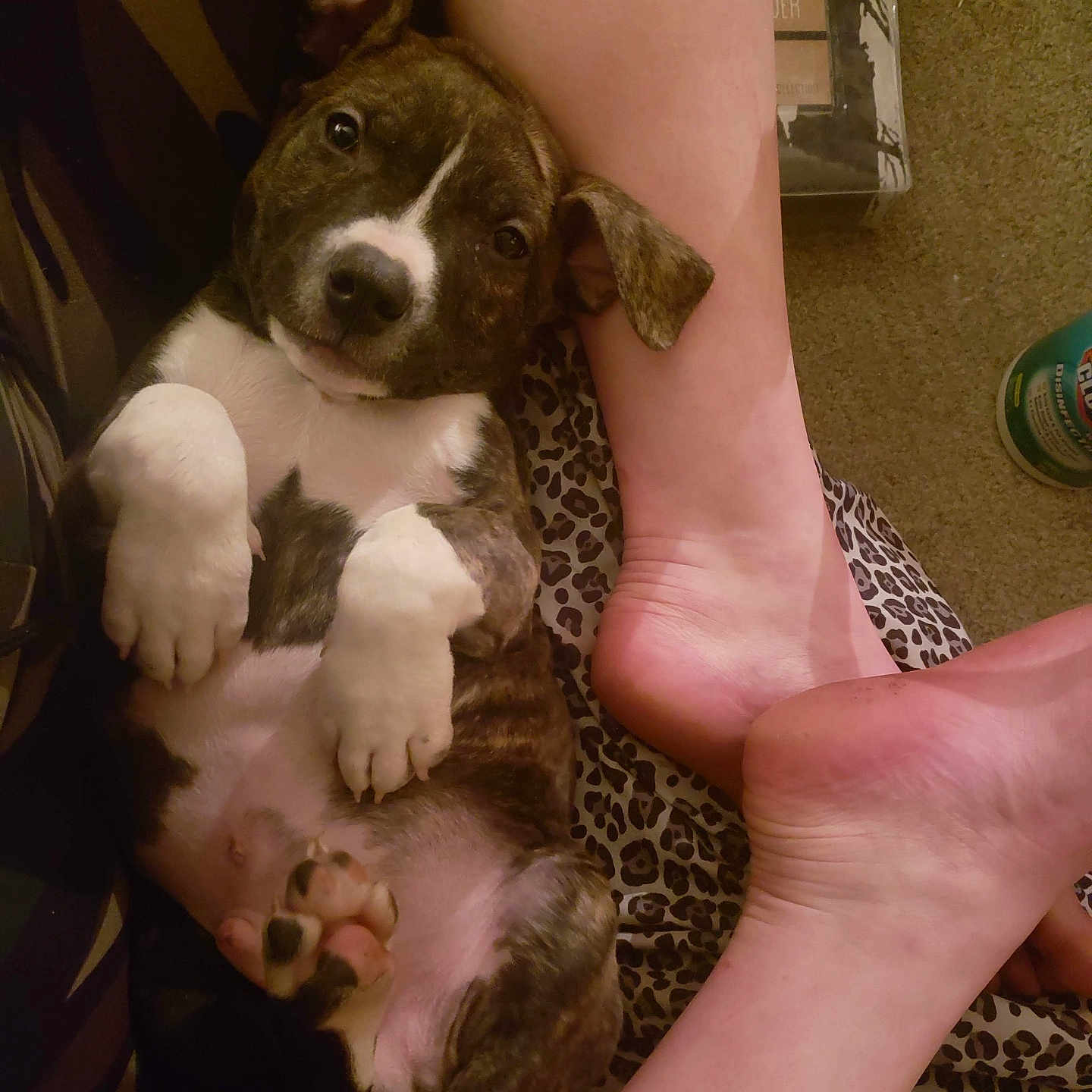 Felon is registered to the contest to win money with this photo: animal, bare_feet, brindle, carpet, companion, cozy, cute, dog, domestic, floor, indoor, leopard_print, looking_at_camera, lying_down, paw, person, pet, puppy, relaxed, white_paws