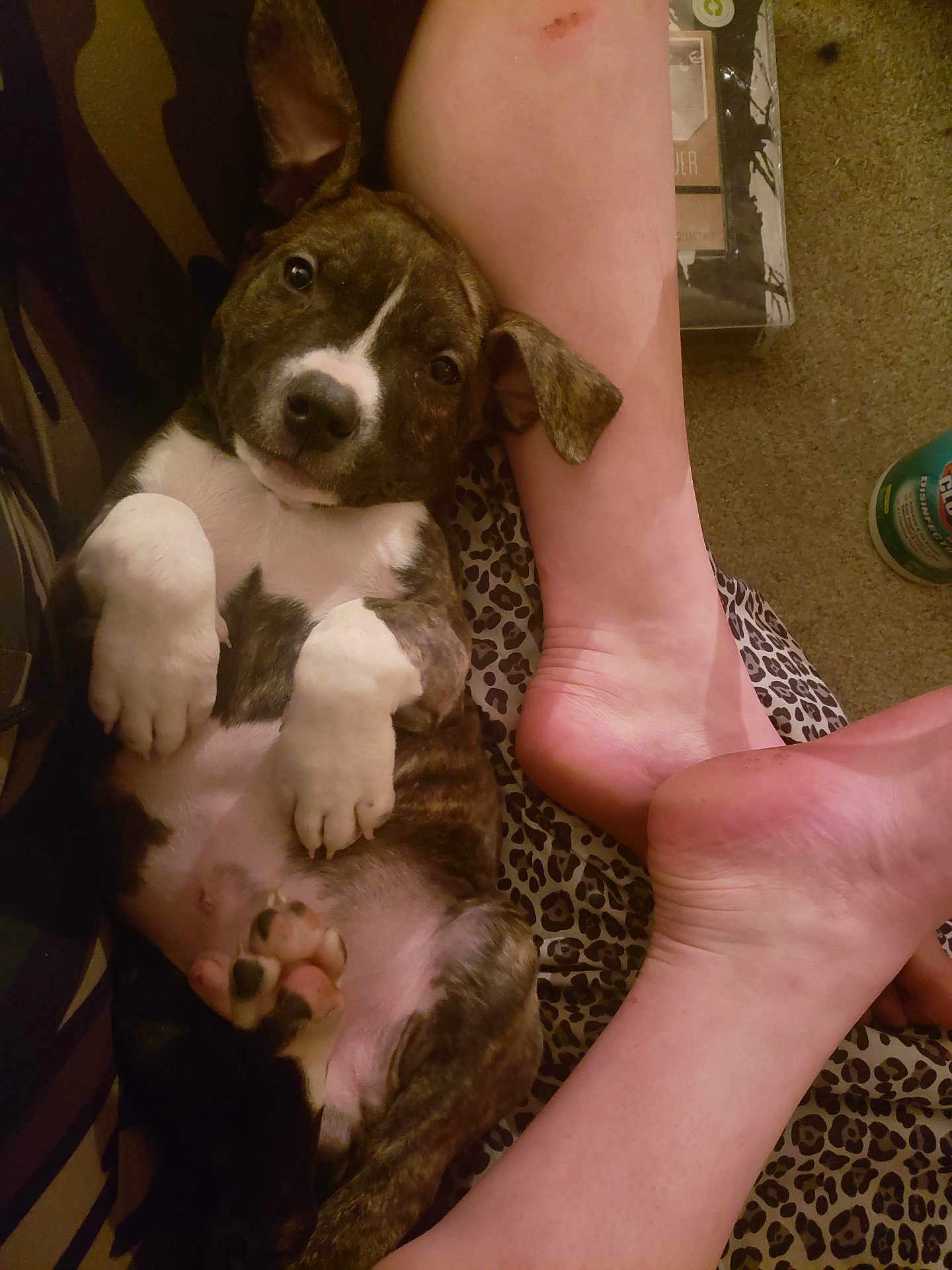 Felon is registered to the contest to win money with this photo: puppy, dog, brindle, white_paws, lying_down, bare_feet, carpet, leopard_print, indoor, pet, cute, animal, relaxed, looking_at_camera, person, paw, floor, cozy, domestic, companion