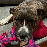 Felon is registered to the contest to win money with this photo: dog, brindle, rope_toy, couch, pillow, indoor, pet, animal, close_up, playing, lying_down, brown, white_paw, chewing, fur, snout, ears, toy, relaxed, home