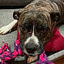 dog, brindle, rope_toy, couch, pillow, indoor, pet, animal, close_up, playing, lying_down, brown, white_paw, chewing, fur, snout, ears, toy, relaxed, home