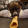 Felon joined the competition — help win amazing prizes! dog, bone, pet_bed, floor, indoor, brown_dog, white_paws, chew_toy, close_up, animal, pet, resting, focus, canine, household, wooden_floor, looking, lying_down, domestic_animal, cozy