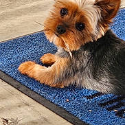 Dazee Mae is registered to the contest to win money with this photo: affenpinscher, animal, canine, cockerspaniel, dog, doormat, hardwood, homedecor, machine, mat, papillon, pet, puppy, rug, spoke, terrier, wood