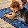 affenpinscher, animal, canine, cockerspaniel, dog, doormat, hardwood, homedecor, machine, mat, papillon, pet, puppy, rug, spoke, terrier, wood