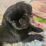 Gidget joined the competition — help win amazing prizes! dog, black_dog, pet, tongue_out, bed, blanket, fluffy, cute, indoor, resting, animal, fur, closeup, comfort, domestic_animal, lying_down, cozy, small_dog, portrait, sleepy