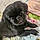 Gidget