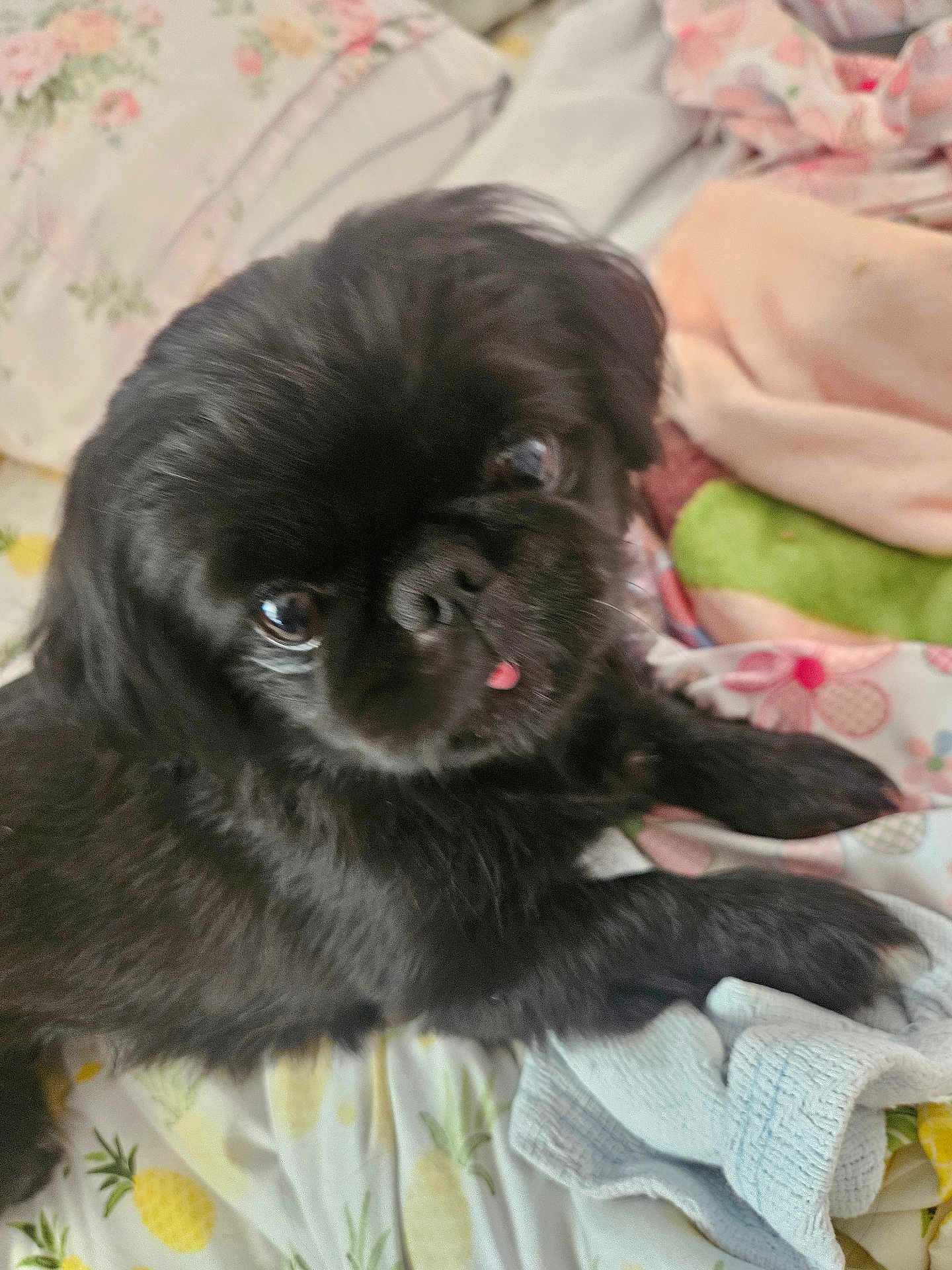 Gidget