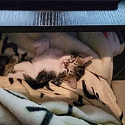 Maggie is registered to the contest to win money with this photo: cat, kitten, calico, sleeping, lying_down, upside_down, animal, pet, fur, whiskers, ears, face, blanket, bedding, cozy, indoors, home, resting, cute, portrait