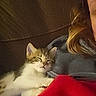 Maggie joined the competition — help win amazing prizes! cat, kitten, sleepy, relaxed, pet, animal, fur, white_fur, gray_fur, whiskers, ears, face, couch, blanket, red_blanket, person, hair, indoor, cozy, portrait
