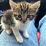 animal, car_interior, cat, closeup, cute, denim, domestic, ears, eyes, fur, indoor, kitten, lap, mammal, pet, portrait, sitting, small, whiskers, young