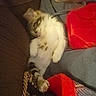 Maggie joined the competition — help win amazing prizes! cat, kitten, white_cat, gray_cat, fluffy, sleeping, lying_down, upside_down, paws, whiskers, fur, pet, animal, couch, sofa, red_cushion, indoor, cozy, playful, close_up