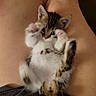 adorable, animal, cat, closeup, cute, domestic, feline, fur, indoor, kitten, legs, mammal, paws, pet, playful, resting, skin, small, whiskers, young