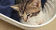 Maggie joined the competition — help win amazing prizes! kitten, cat, sleeping, sleepy, animal, pet, fur, tabby, white_fur, blue_blanket, laundry_basket, basket, cozy, indoors, close_up, portrait, whiskers, ears, paws, nap