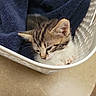 kitten, cat, sleeping, sleepy, animal, pet, fur, tabby, white_fur, blue_blanket, laundry_basket, basket, cozy, indoors, close_up, portrait, whiskers, ears, paws, nap