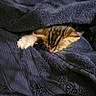 animal, blanket, blue_blanket, cat, closeup, comfort, cozy, cute, fur, indoor, kitten, paw, pet, resting, sleeping, small_animal, snuggled, soft_texture, tabby, warm