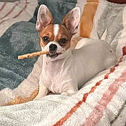 Mia is registered to the contest to win money with this photo: bed, blanket, brown_and_white, chew_stick, chewing, chihuahua, cozy, dog, ears, eyes, fur, indoor, looking_at_camera, nose, paws, pet, portrait, relaxed, small_dog, treat