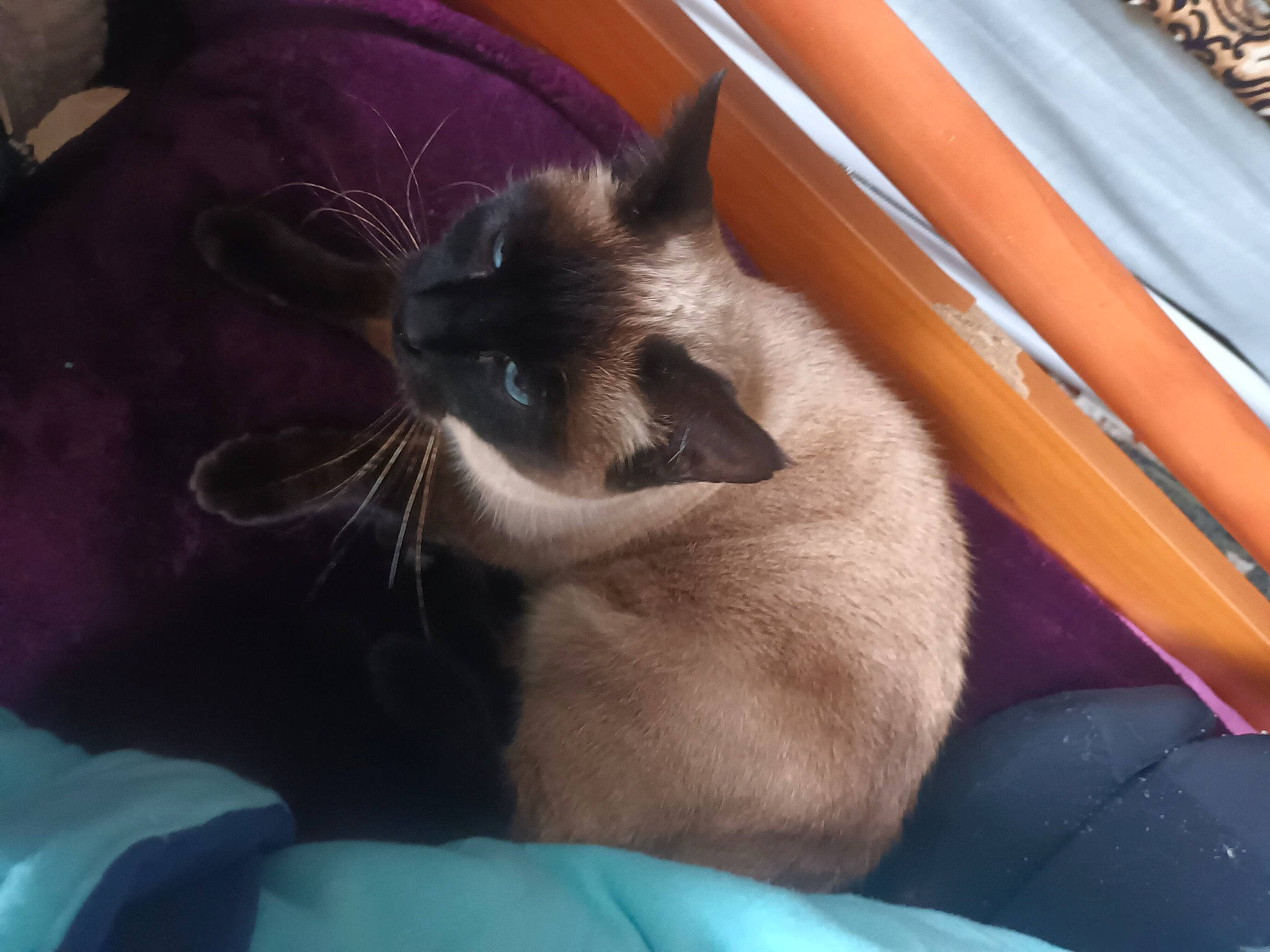 Neige participe au concours pour gagner de l'argent avec cette photo : balinese, birman, carnivore, cat, comfort, fawn, felidae, fur, hardwood, paw, siamese, small_to_medium_sized_cats, snout, tail, terrestrial_animal, thai, whiskers, wood