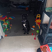 Lucy Raymond joined the competition — help win amazing prizes! animal, architecture, ball, basketball, basketballball, brush, building, canine, car, chair, dog, furniture, indoors, livingroom, pet, room, shelf, sport, transportation, vehicle