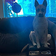 Athenea is registered to the contest to win money with this photo: dog, leather_couch, window, curtain, plant, indoor, pet, animal, furniture, sitting, ears, tail, home, shade, light, shadow, resting, looking, quiet, calm