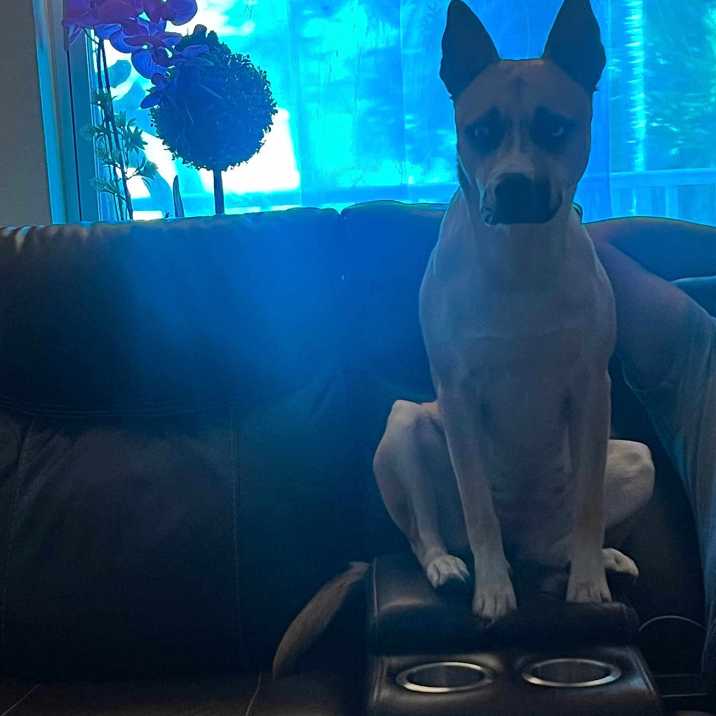 Athenea is registered to the contest to win money with this photo: animal, calm, curtain, dog, ears, furniture, home, indoor, leather_couch, light, looking, pet, plant, quiet, resting, shade, shadow, sitting, tail, window