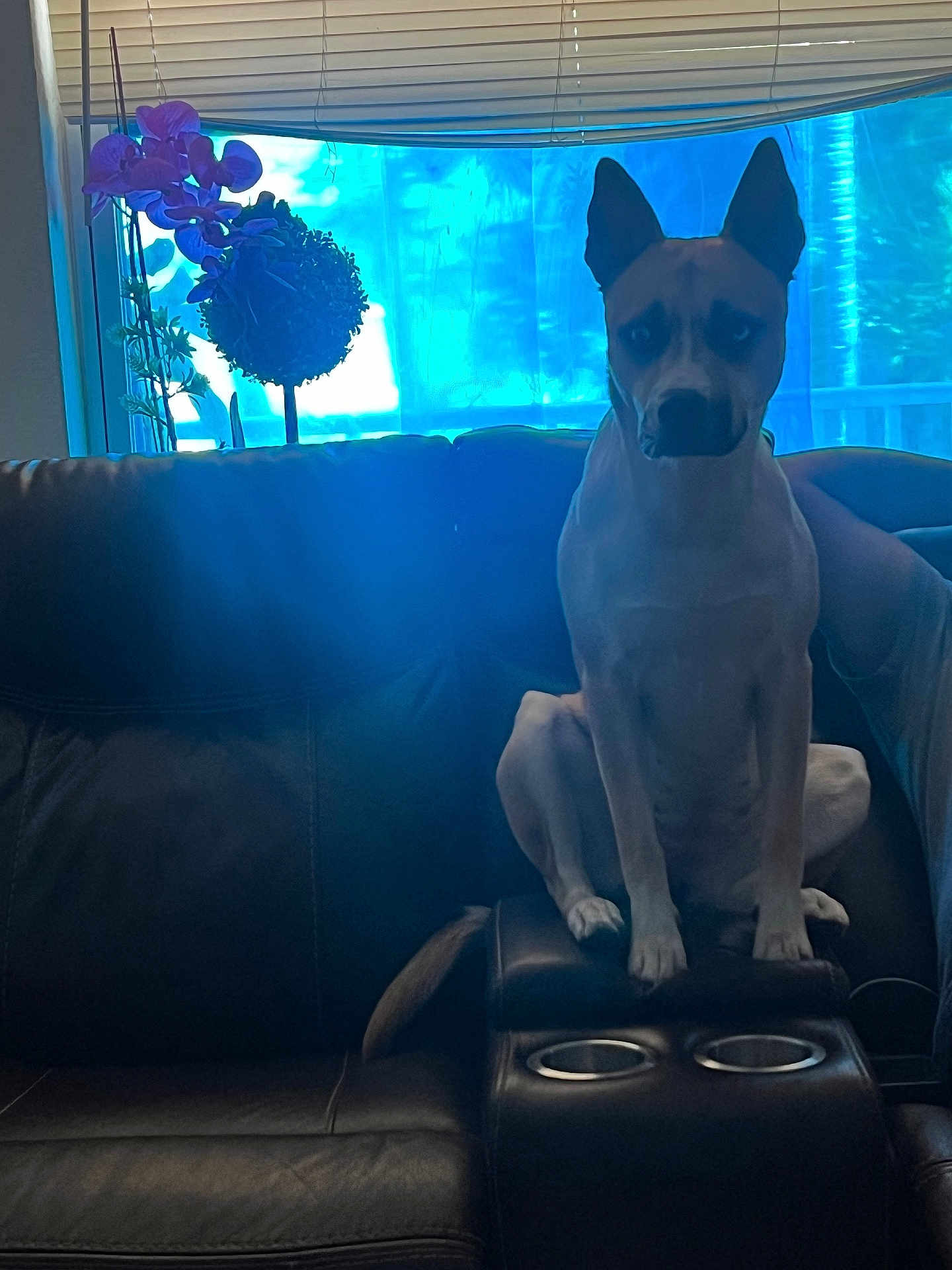 Athenea is registered to the contest to win money with this photo: dog, leather_couch, window, curtain, plant, indoor, pet, animal, furniture, sitting, ears, tail, home, shade, light, shadow, resting, looking, quiet, calm
