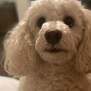 Meko joined the competition — help win amazing prizes! dog, close_up, curly_fur, cream_color, pet, animal, cute, indoors, portrait, furry, face, nose, ears, companion, domestic, friendly, fluffy, looking, soft_focus, curious