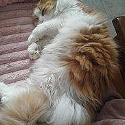 Kiwi a rejoint le concours — aidez-le/la à gagner de superbes lots ! cat, fluffy, sleeping, orange, white, pet, fur, cozy, blanket, indoor, relaxed, cute, animal, paw, resting, soft, tail, comfort, feline, nap