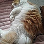 cat, fluffy, sleeping, orange, white, pet, fur, cozy, blanket, indoor, relaxed, cute, animal, paw, resting, soft, tail, comfort, feline, nap