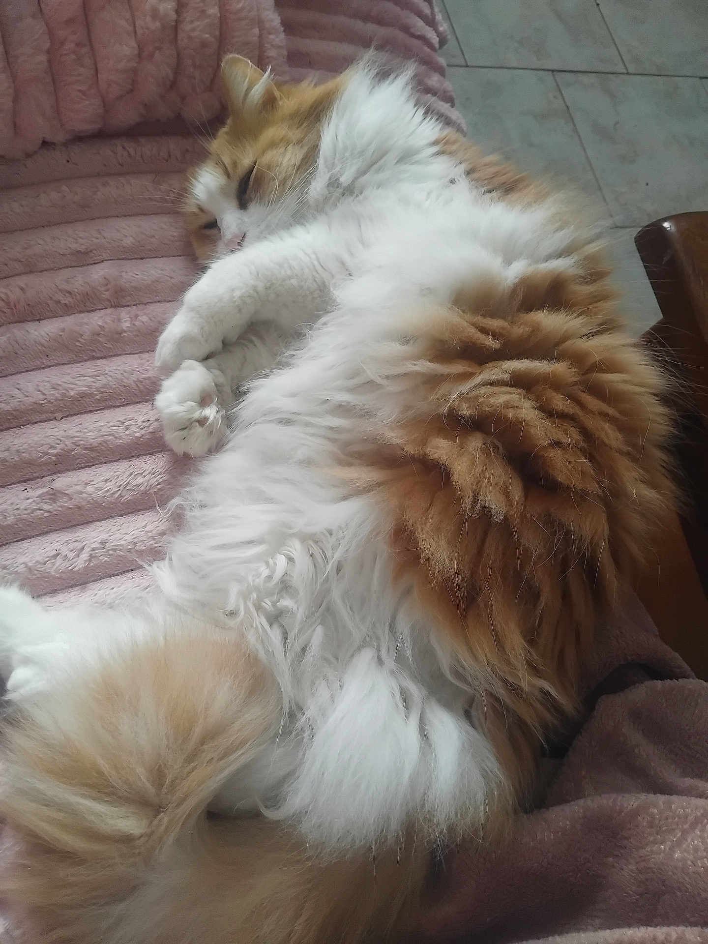 Kiwi a rejoint le concours — aidez-le/la à gagner de superbes lots ! cat, fluffy, sleeping, orange, white, pet, fur, cozy, blanket, indoor, relaxed, cute, animal, paw, resting, soft, tail, comfort, feline, nap