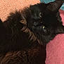 Lola participe au concours pour gagner de l'argent avec cette photo : cat, black_cat, fluffy, pet, indoor, blanket, texture, relaxing, close_up, fur, animal, cute, green_eyes, resting, soft, comfort, cozy, laying_down, portrait, feline