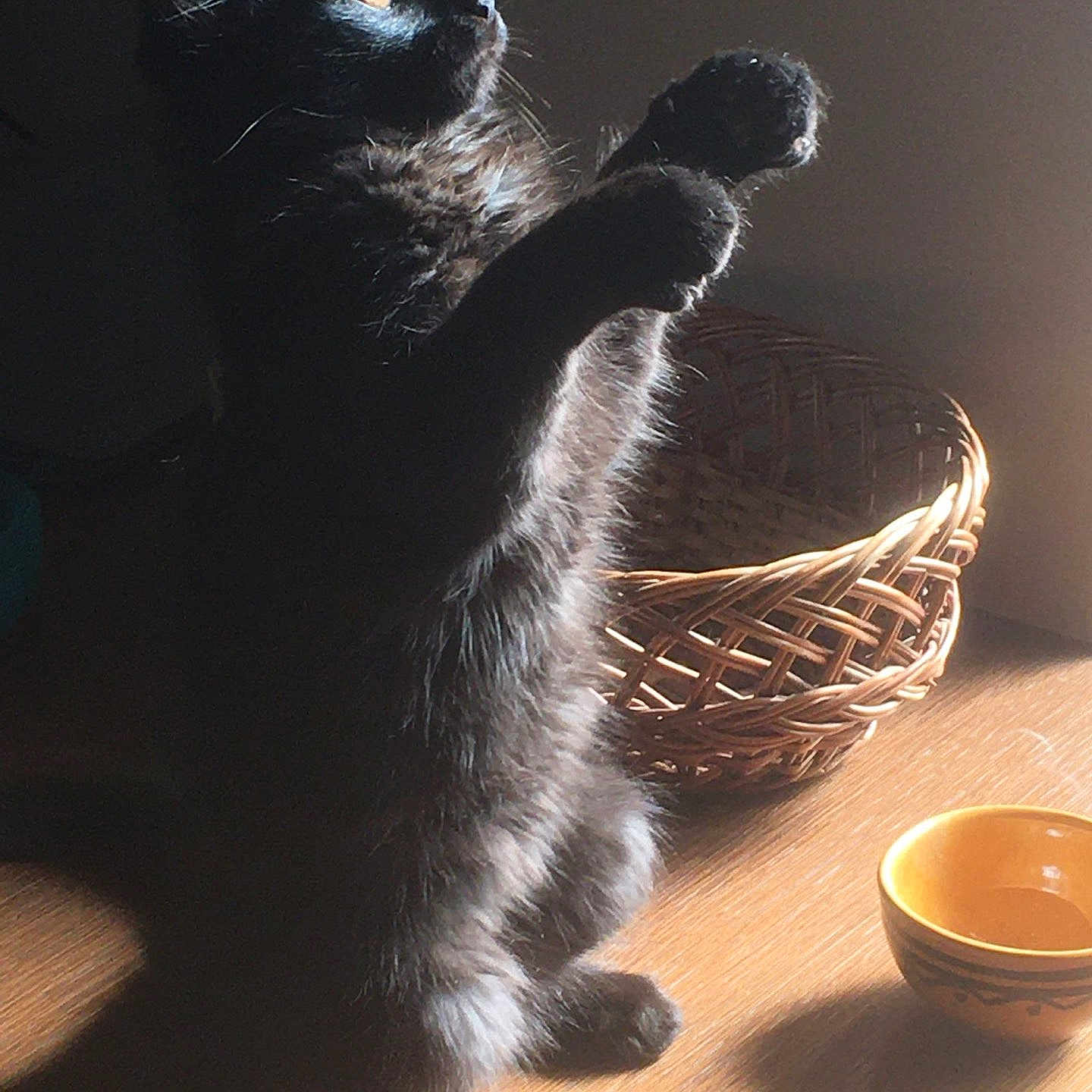 Lola a rejoint le concours — aidez-le/la à gagner de superbes lots ! animal, basket, black_cat, bowl, cat, cozy, curious, cute, domestic, feline, fur, golden_eyes, indoor, paw, pet, shadow, standing, sunlight, whiskers, wooden_surface